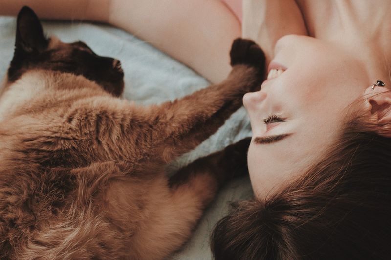 Cats
