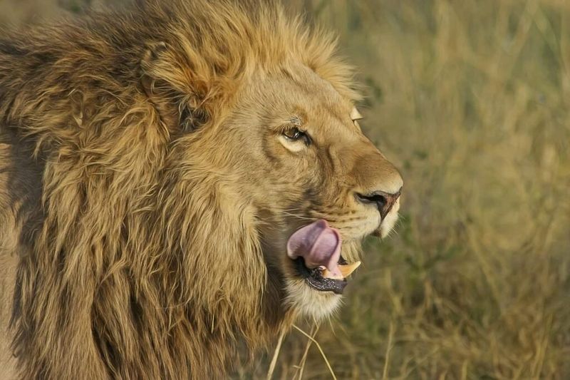 Big Cats (Lions, Tigers)