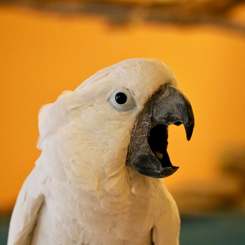 Parrots Screeching Loudly