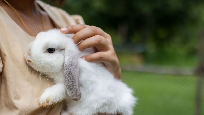 Rabbits