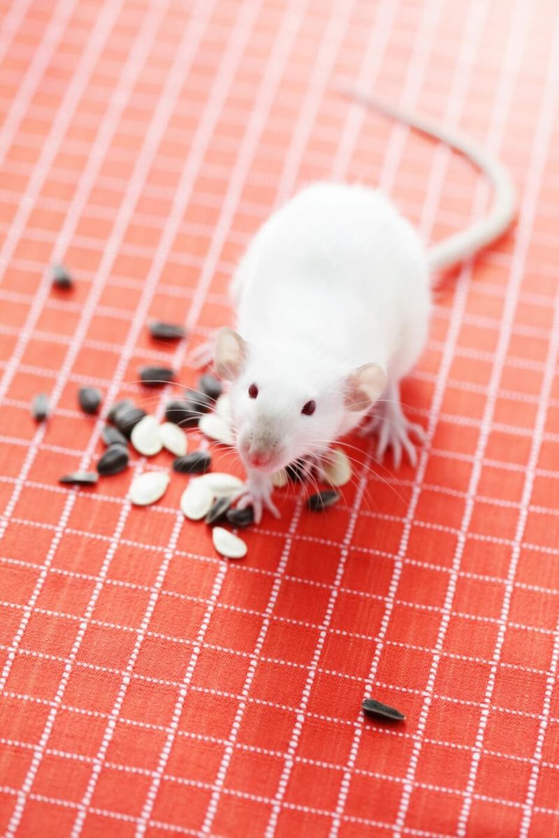 Rats