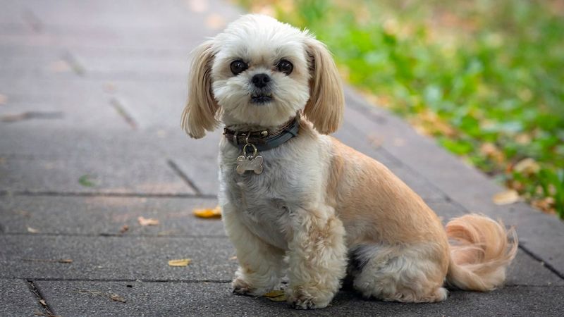 Shih Tzu