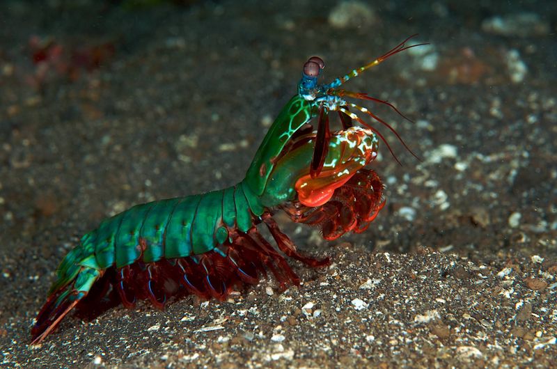 Peacock Mantis Shrimp