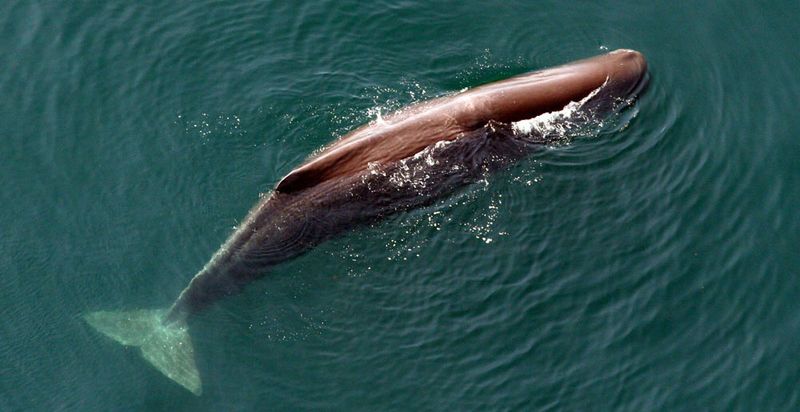 Sperm Whale