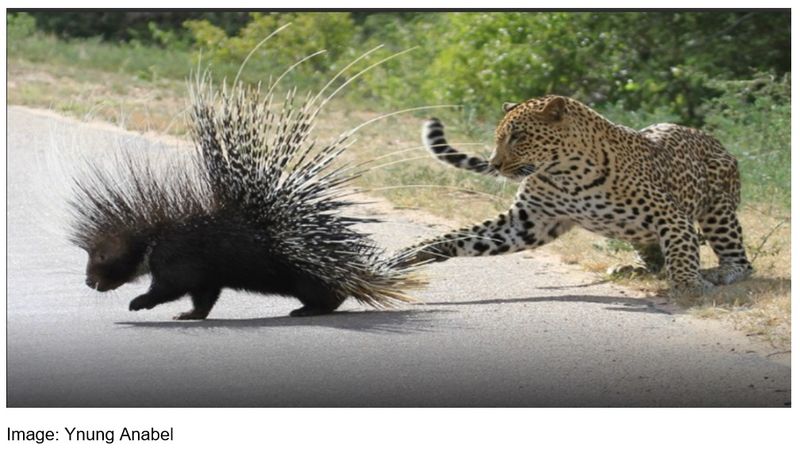 Porcupine's Quill Defense