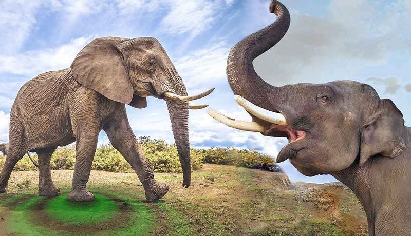 Elephants
