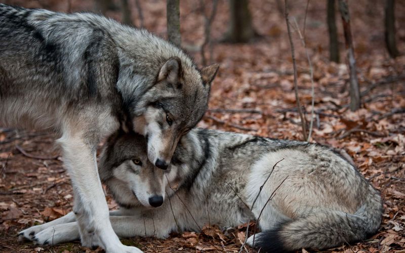 Wolves