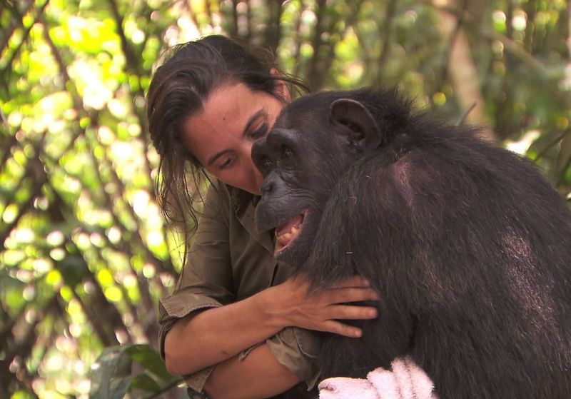 Chimpanzees