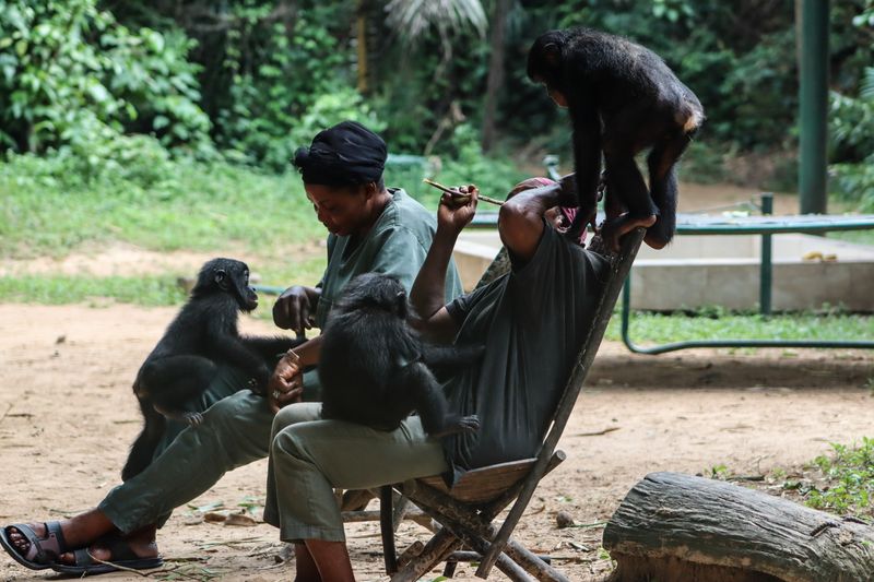 Bonobos