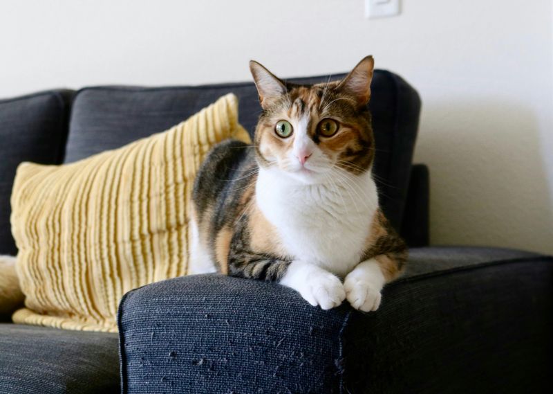 Domestic Cats