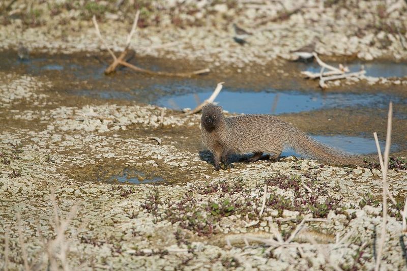 Egyptian Mongoose