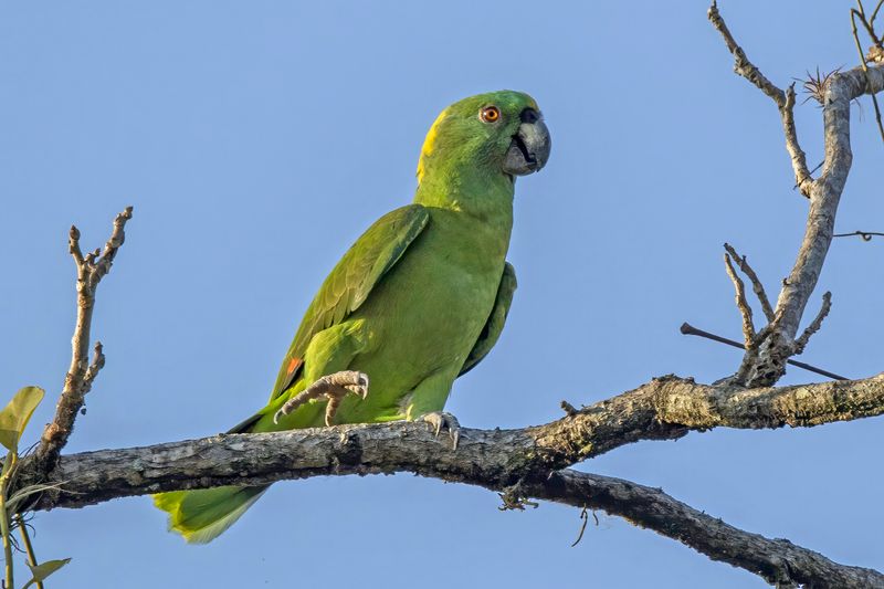 Yellow-Naped Amazon