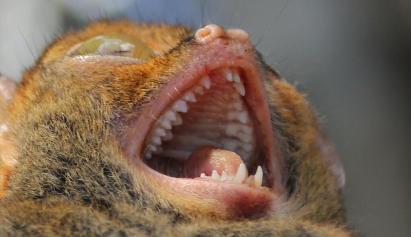 Tarsier