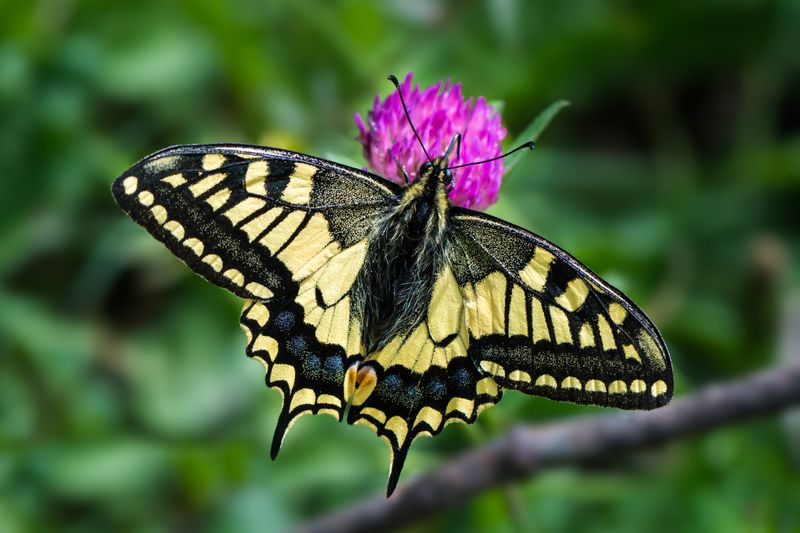 Swallowtail Butterflies