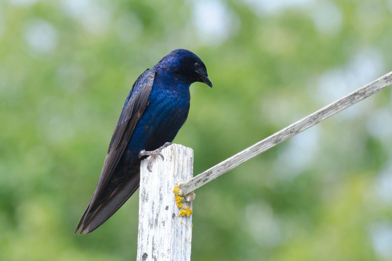 Purple Martins