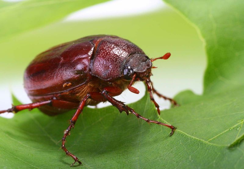 June Beetles