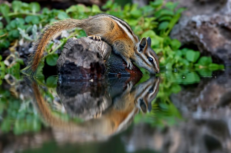 Chipmunk