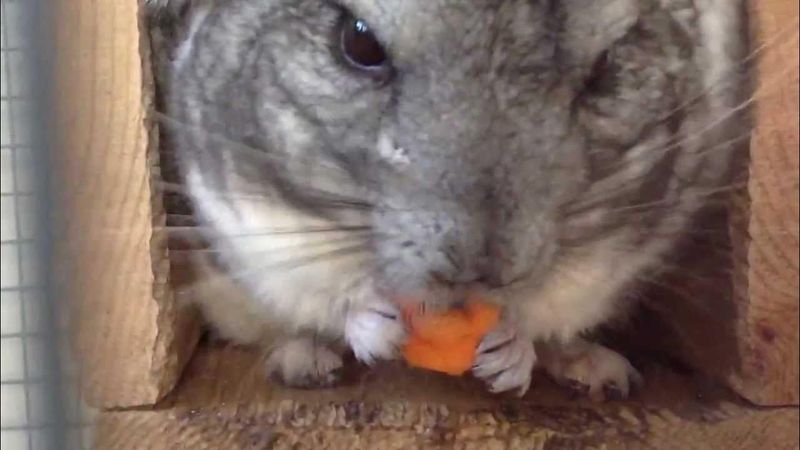 Carrot Pieces