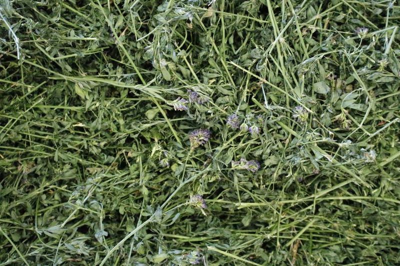 Alfalfa Hay