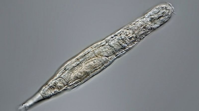 Bdelloid Rotifer