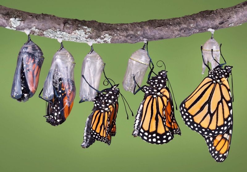 Butterfly (Emerging from Chrysalis)