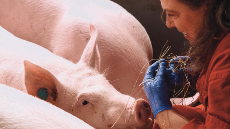 Pigs
