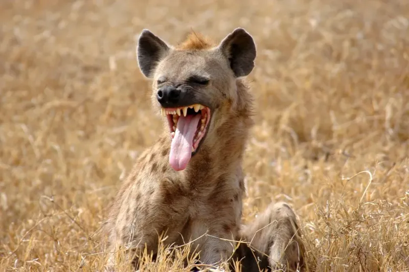 Hyenas