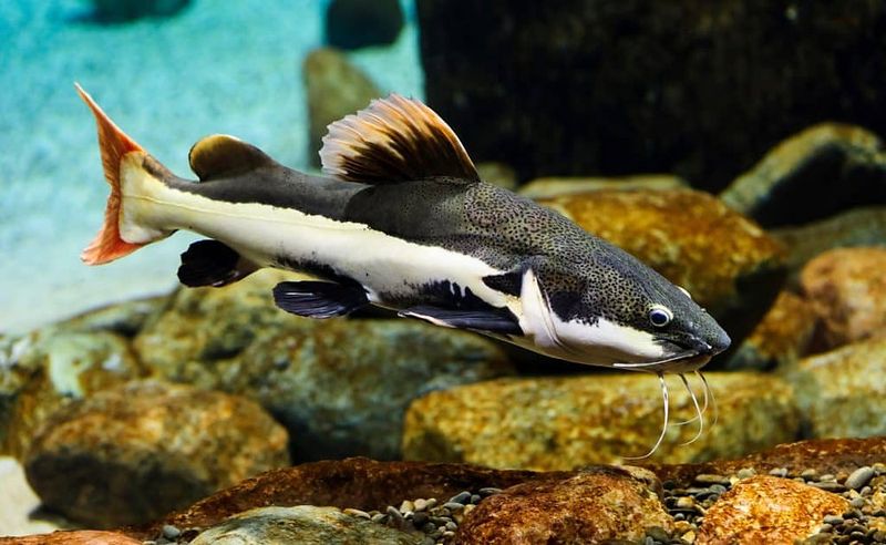 Red Tail Catfish