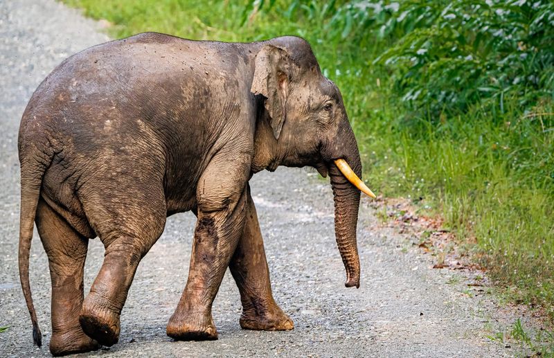 Borneo Pygmy Elephant