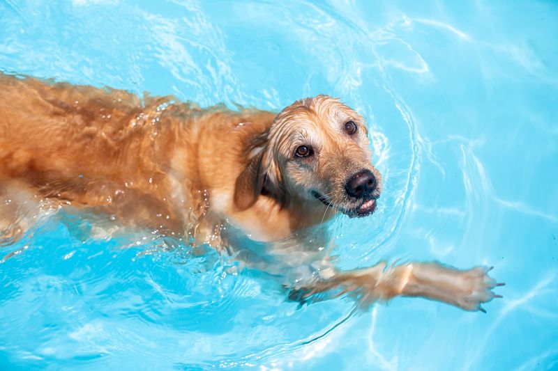 Great Swimmers