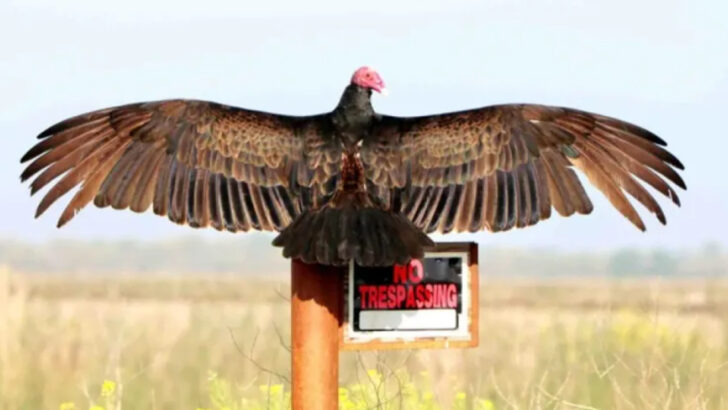 Earth’s Cleanup Crew: Meet 10 Incredible Animal Sanitizers