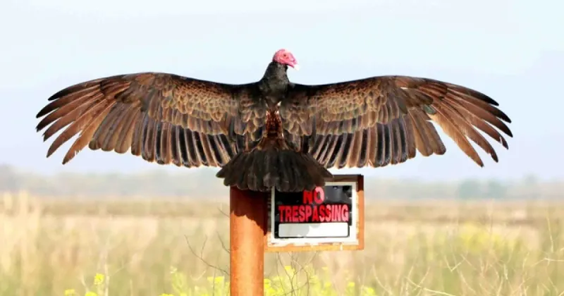 Vultures