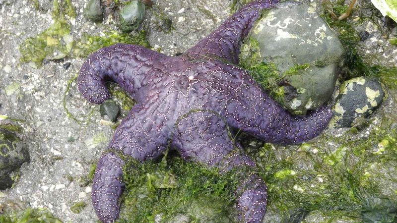Sea Star