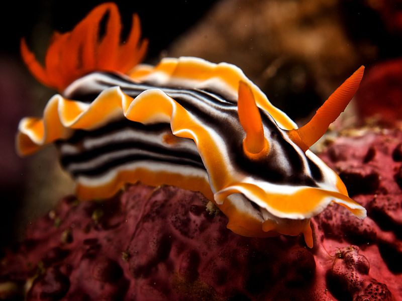 Nudibranchs