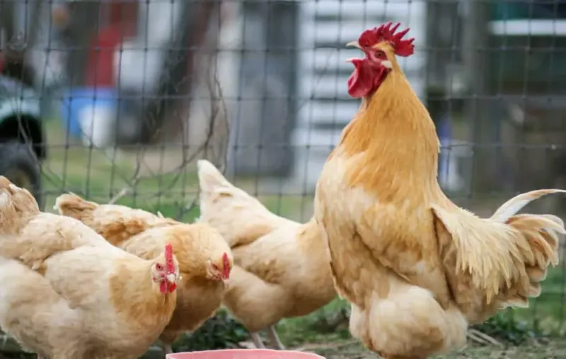 Buff Orpington