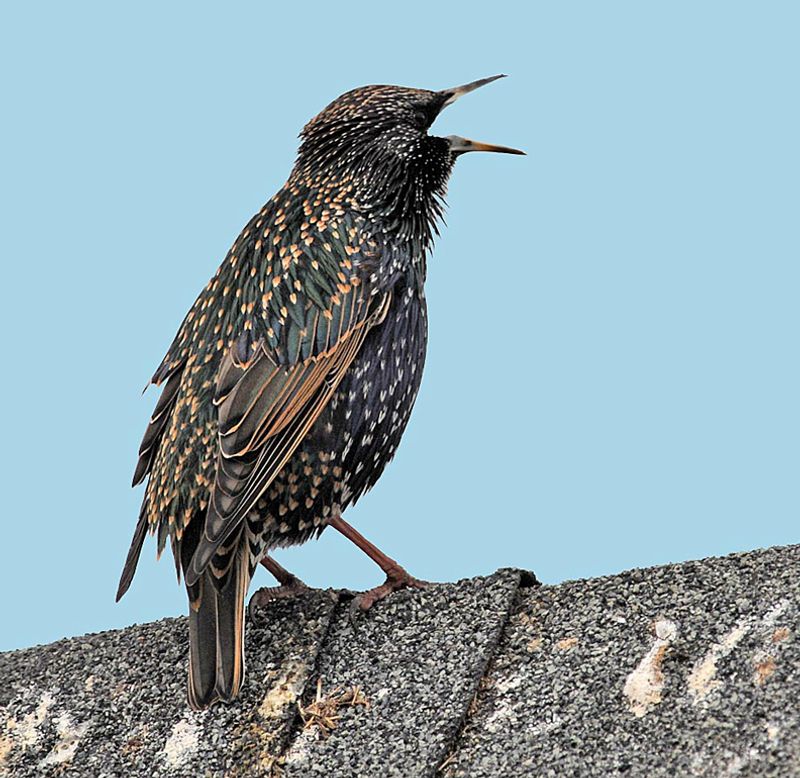European Starling