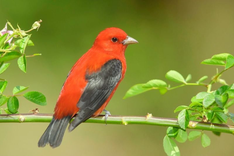 Scarlet Tanager