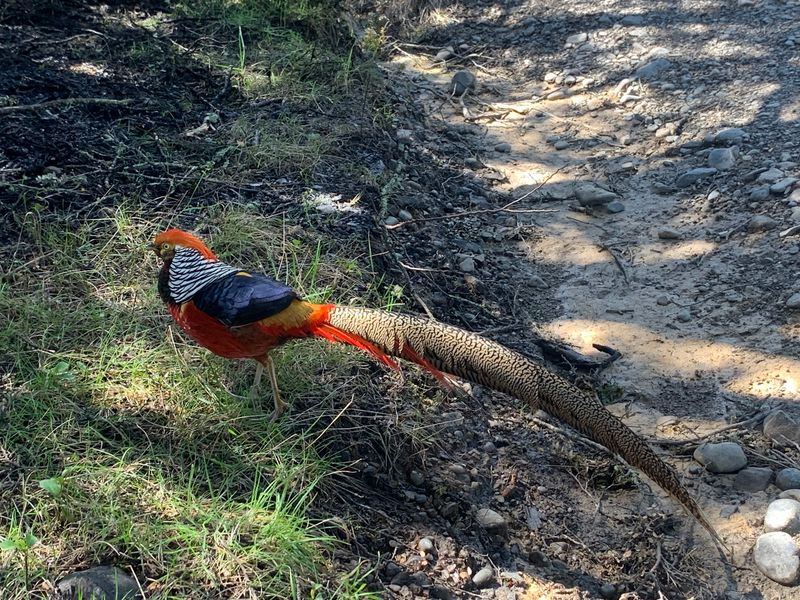 Golden Pheasant x Lady Amherst's Pheasant