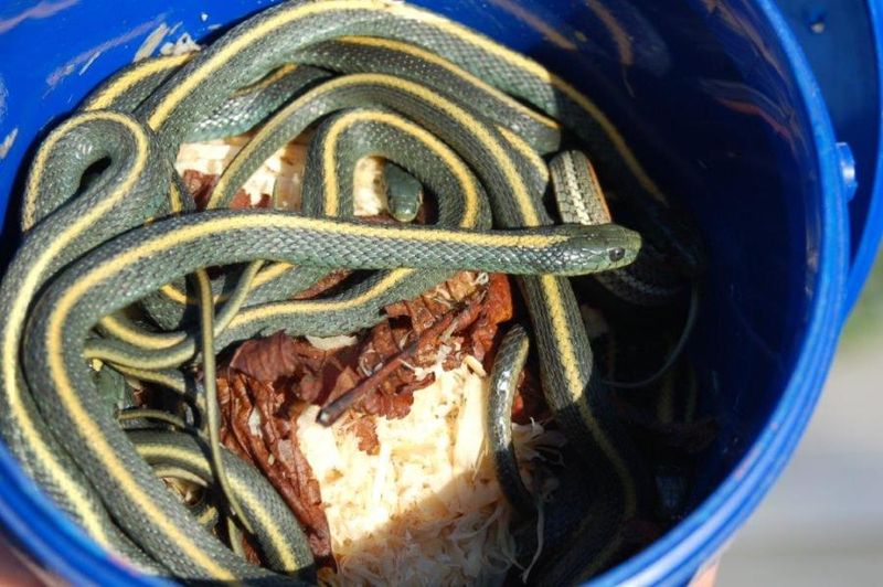 Garter Snake