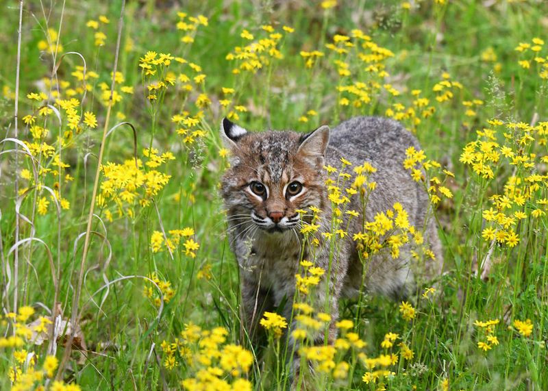 Bobcat