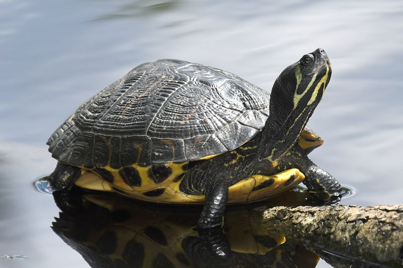 Yellow-bellied Slider