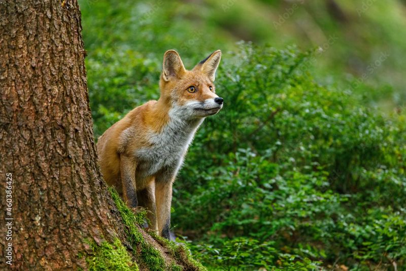 Red Fox