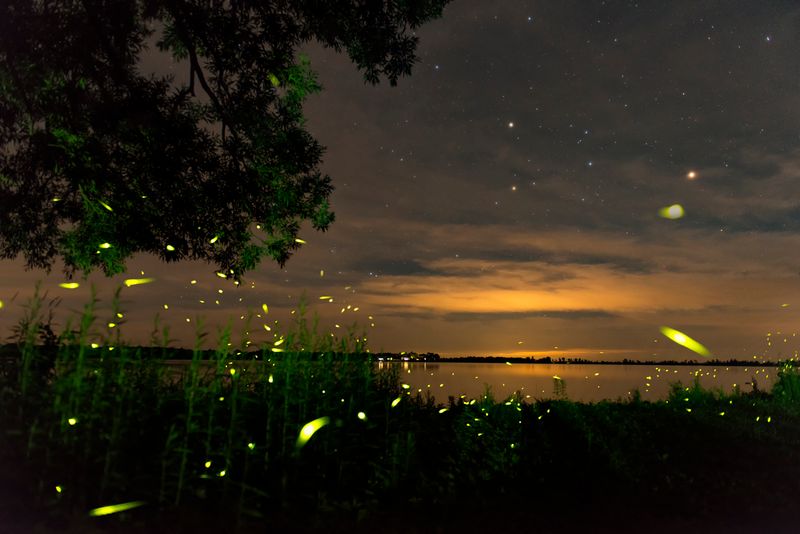 Firefly
