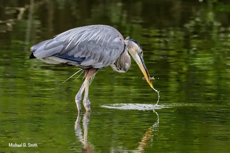 Great Blue Heron
