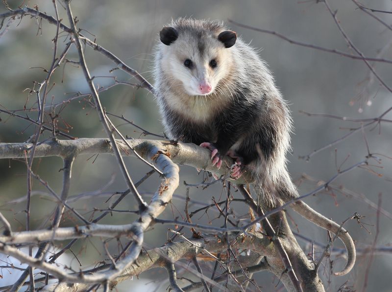 Opossum