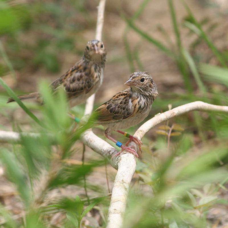 Florida Grasshopper Sparrow