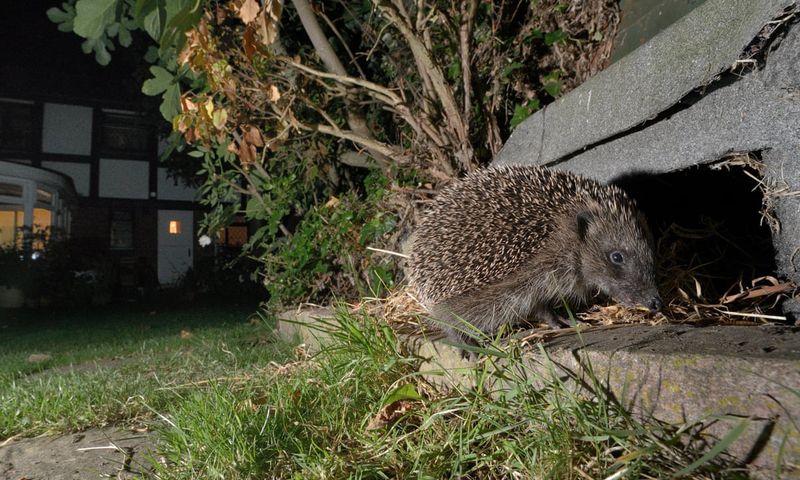 European Hedgehog