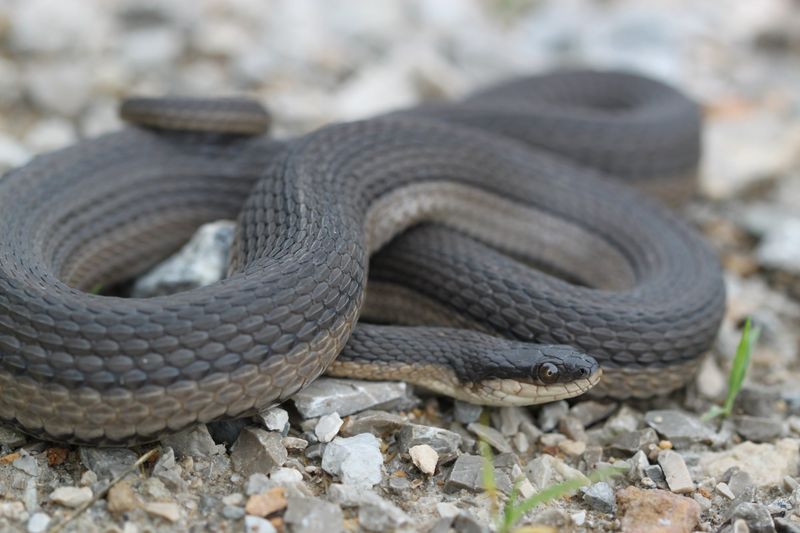 Graham’s Crayfish Snake