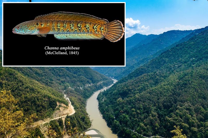 Chel Snakehead