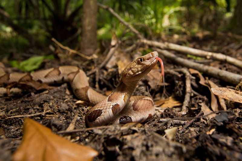 Copperhead